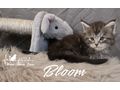Maine Coon Kitten Stammbaum - Rassekatzen - Bild 4