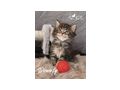 Maine Coon Kitten Stammbaum - Rassekatzen - Bild 5
