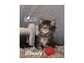 Maine Coon Kitten Stammbaum - Rassekatzen - Bild 6