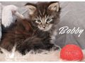 Maine Coon Kitten Stammbaum - Rassekatzen - Bild 8