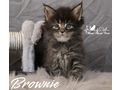 Maine Coon Kitten Stammbaum - Rassekatzen - Bild 9