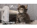 Maine Coon Kitten Stammbaum - Rassekatzen - Bild 10