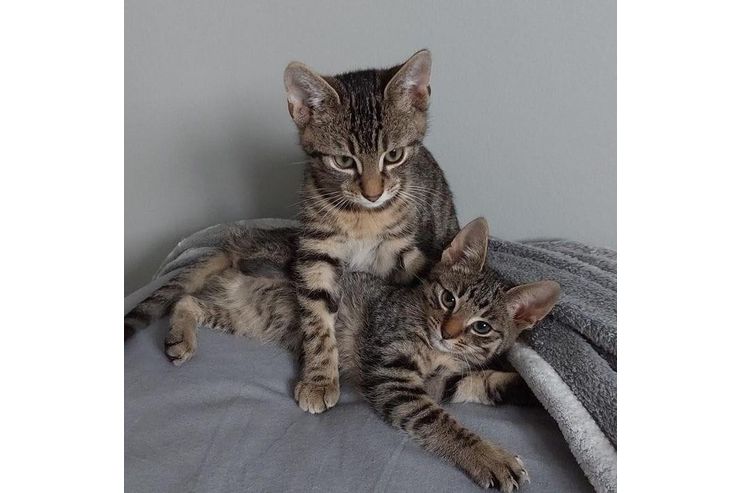 Ein ses Katzenduo - Mischlingskatzen - Bild 1