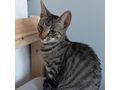 Ein ses Katzenduo - Mischlingskatzen - Bild 3