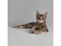 Ein ses Katzenduo - Mischlingskatzen - Bild 4