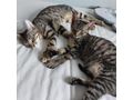 Ein ses Katzenduo - Mischlingskatzen - Bild 2