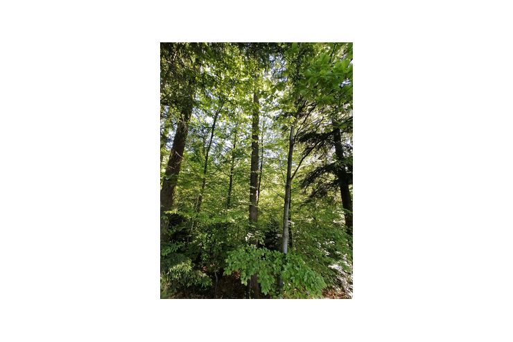Waldgrundstck - Grundstck kaufen - Bild 1