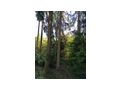 Waldgrundstck - Grundstck kaufen - Bild 2