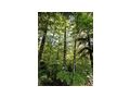 Waldgrundstck - Grundstck kaufen - Bild 1