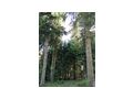 Waldgrundstck - Grundstck kaufen - Bild 4