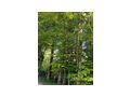 Waldgrundstck - Grundstck kaufen - Bild 3
