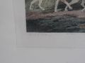 H663 Kupferstich Fuchsjagd Bild - Gemlde & Zeichnungen - Bild 7
