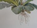 H479 Aquarell Blumenbild Gemlde - Gemlde & Zeichnungen - Bild 5