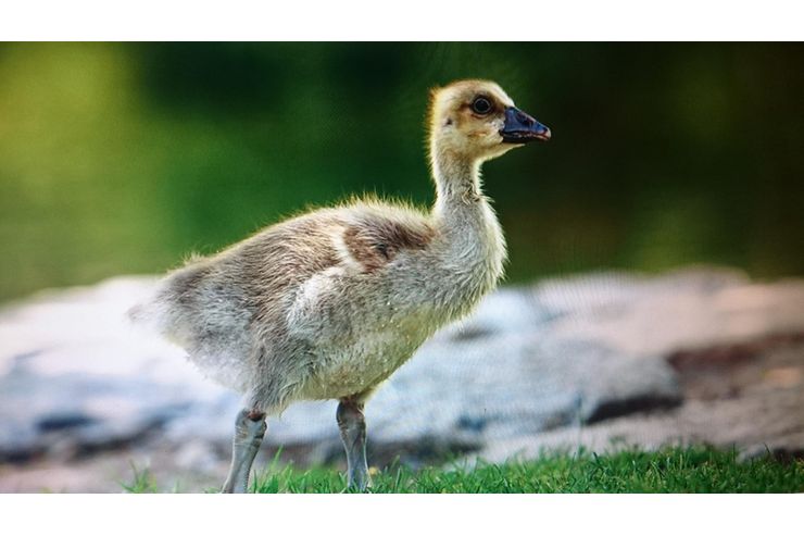 sterreichische Landgnse - Enten & Gnse - Bild 1