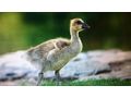 sterreichische Landgnse - Enten & Gnse - Bild 1