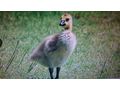 sterreichische Landgnse - Enten & Gnse - Bild 2