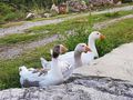 sterreichische Landgnse - Enten & Gnse - Bild 3