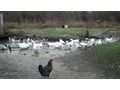 sterreichische Landgnse - Enten & Gnse - Bild 4
