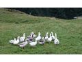 sterreichische Landgnse - Enten & Gnse - Bild 5