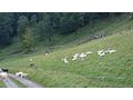 sterreichische Landgnse - Enten & Gnse - Bild 6