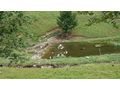 sterreichische Landgnse - Enten & Gnse - Bild 7