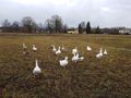 sterreichische Landgnse - Enten & Gnse - Bild 8