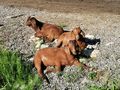 sterreichische Landgnse - Enten & Gnse - Bild 9