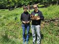 sterreichische Landgnse - Enten & Gnse - Bild 10