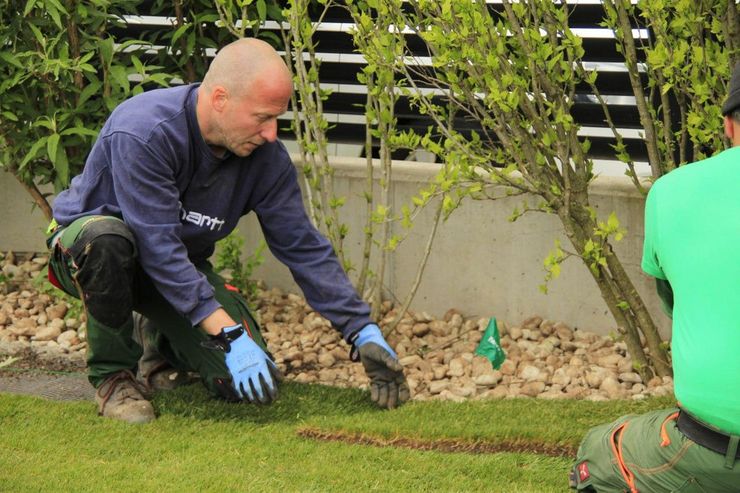 Rollrasen verlegen Premium Qualitt - Gartendekoraktion - Bild 1