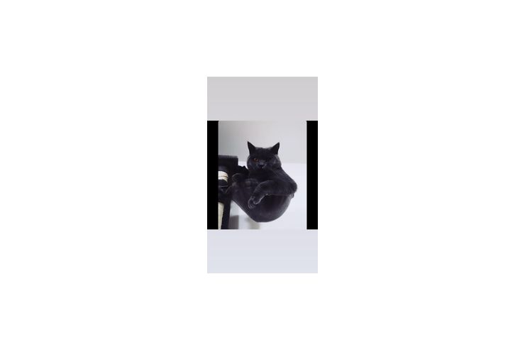 BKK Kater - Rassekatzen - Bild 1