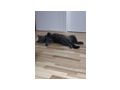 BKK Kater - Rassekatzen - Bild 2