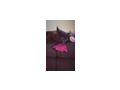 BKK Kater - Rassekatzen - Bild 3