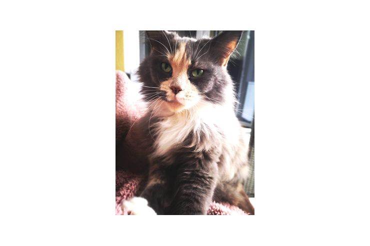 Maincoon Dame Stammbaum - Rassekatzen - Bild 1
