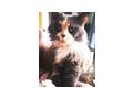 Maincoon Dame Stammbaum - Rassekatzen - Bild 1