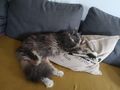 Maincoon Dame Stammbaum - Rassekatzen - Bild 2