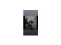 Maincoon Dame Stammbaum - Rassekatzen - Bild 4
