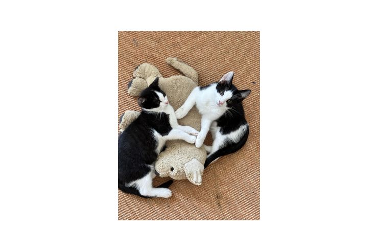 Hauskatze - Mischlingskatzen - Bild 1