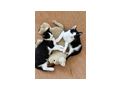 Hauskatze - Mischlingskatzen - Bild 1