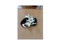 Hauskatze - Mischlingskatzen - Bild 2