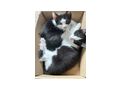 Hauskatze - Mischlingskatzen - Bild 3