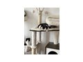 Hauskatze - Mischlingskatzen - Bild 4