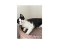 Hauskatze - Mischlingskatzen - Bild 5