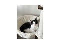 Hauskatze - Mischlingskatzen - Bild 6