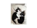 Hauskatze - Mischlingskatzen - Bild 7