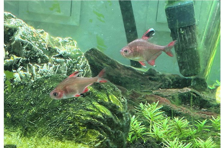 2 Schmucksalmler - Fische - Bild 1