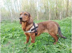 Hundemdchen 9 Monate 9 kg Krbchen - Mischlingshunde - Bild 1