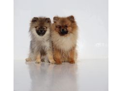 2 Zwergspitz Pomeranian Hndinnen Junghund - Rassehunde - Bild 1