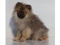 2 Zwergspitz Pomeranian Hndinnen Junghund - Rassehunde - Bild 3