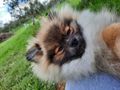 2 Zwergspitz Pomeranian Hndinnen Junghund - Rassehunde - Bild 4