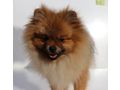 2 Zwergspitz Pomeranian Hndinnen Junghund - Rassehunde - Bild 5